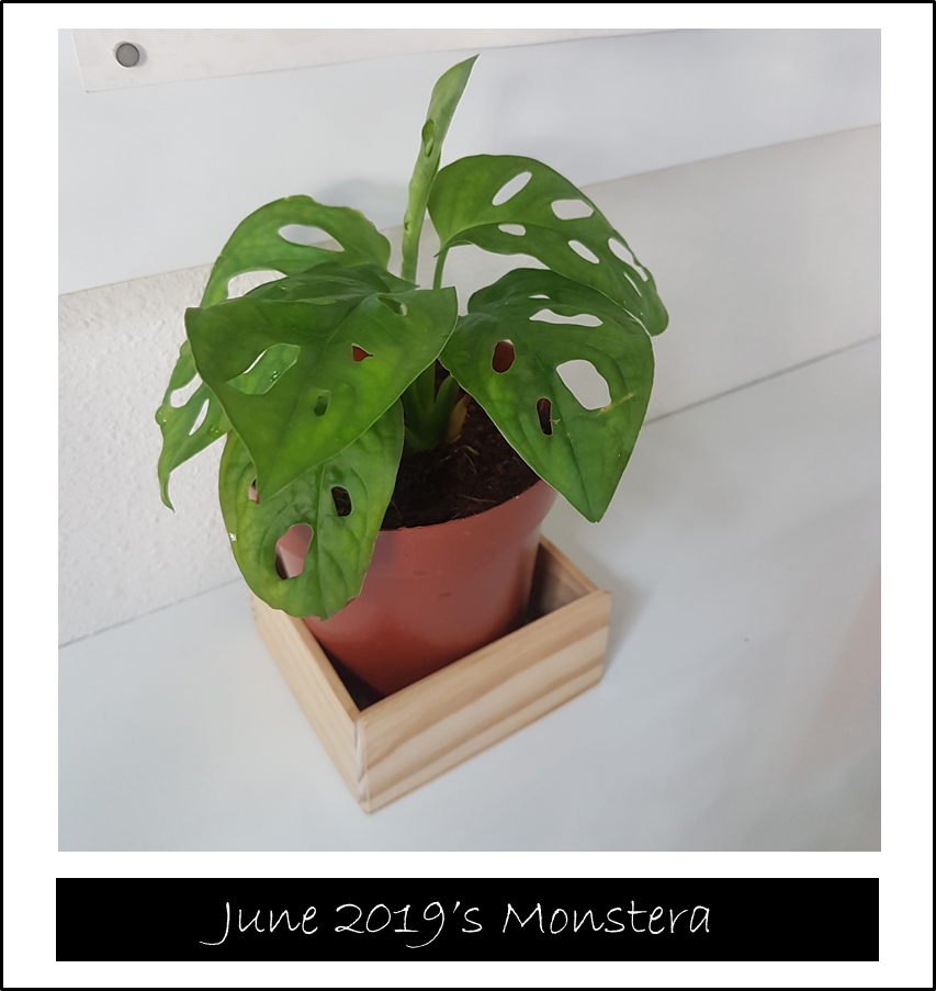 2019] #7 Appreciating Nature  What is Monstera adansonii?  IM\PY