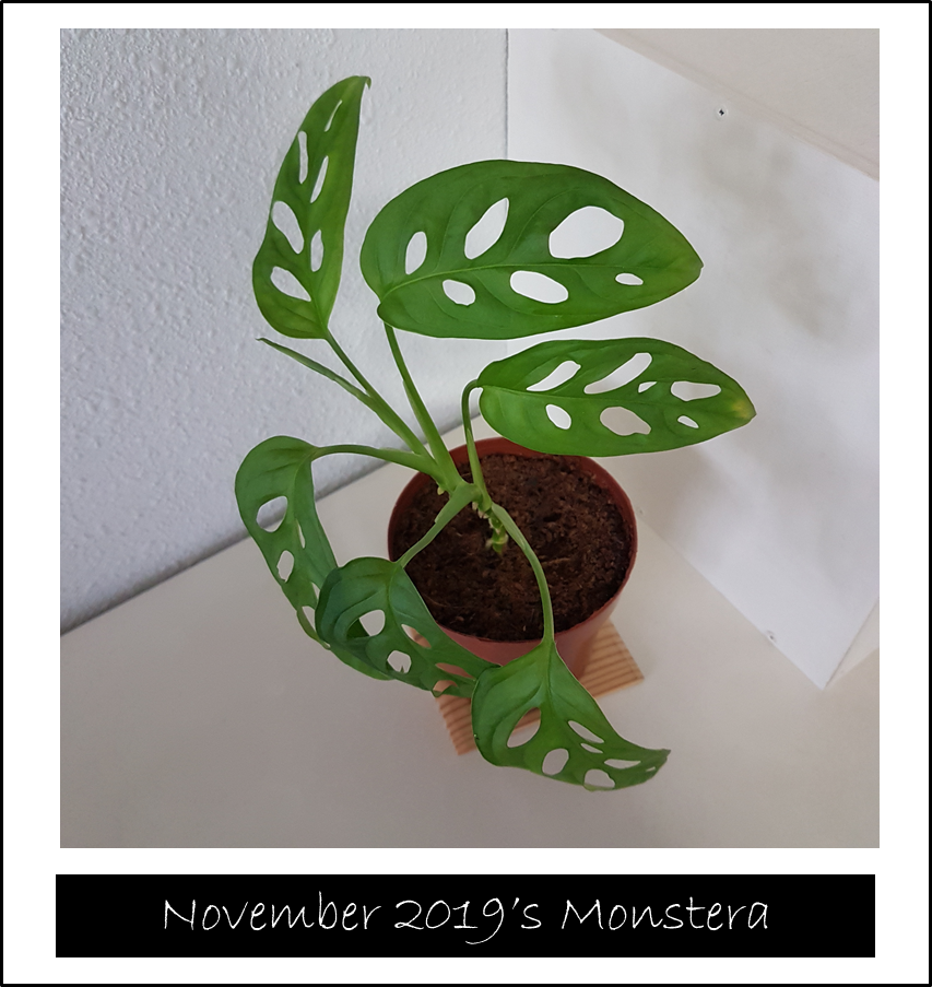 2019] #7 Appreciating Nature  What is Monstera adansonii?  IM\PY